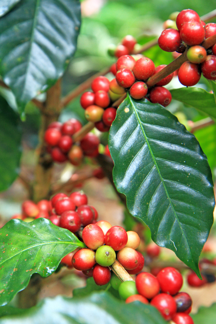 Coffee tree