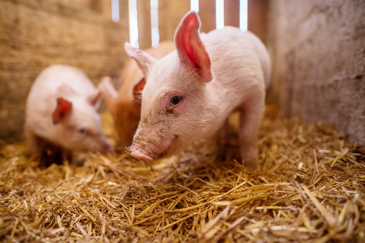 Shallow depth of field pig portrait at pigsty. Pig farm. Group of pigs at animal farm.