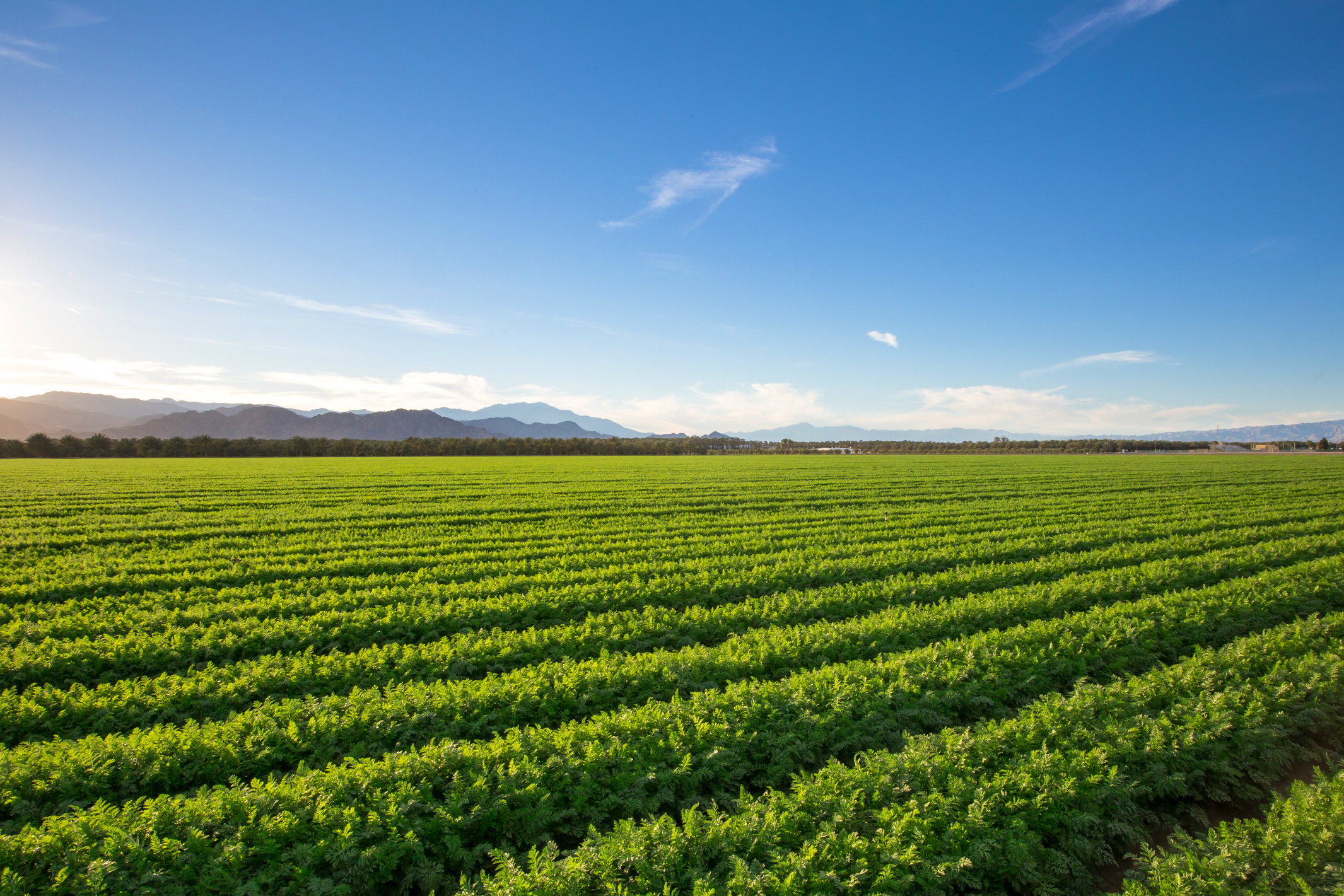 Farm Field - Organic Farm Land Crops In California