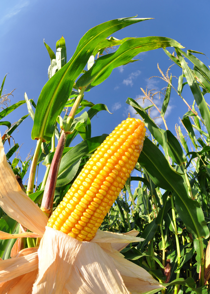 Corn field