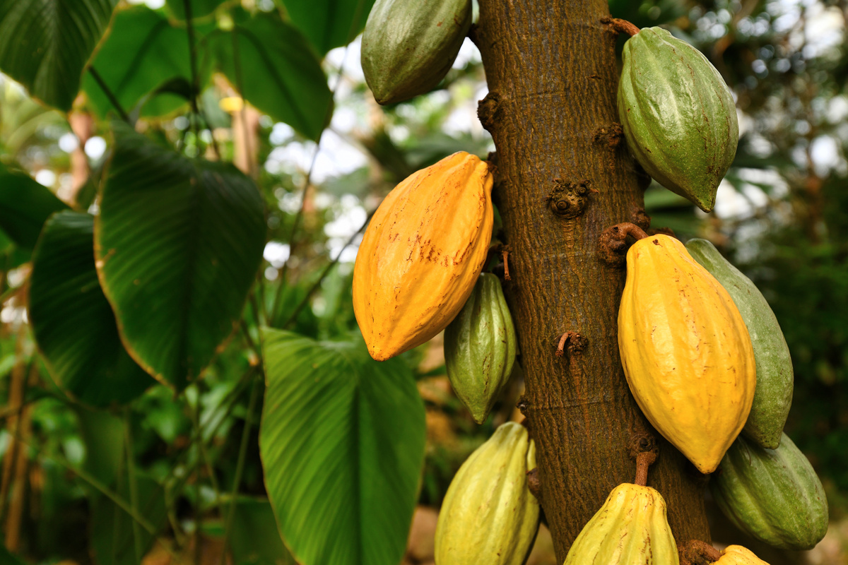 'Theobroma Cacao' cocoa plant tree with huge yellow and green cocoa beans used for production of chocolate